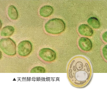 天然酵母顕微鏡写真